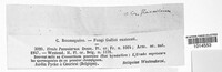 Uredo paeoniarum image